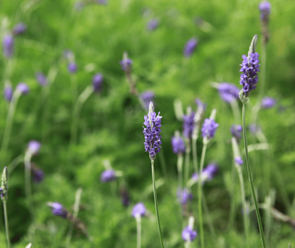 Lavender Gardens